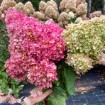 Hortenzia metlinatá (Hydrangea paniculata) ´MAGICAL SWEET SUMMER®´ - výška 30-50 cm, kont. C3L